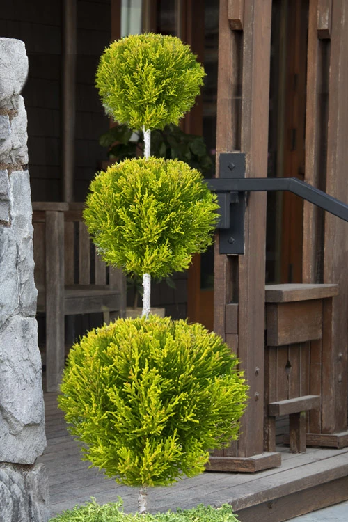Goldcrest Monterey Lemon Cypress - 3-Ball Poodle Tier Topiary - 5 Gallon Pot 1 Goldcrest Monterey Lemon Cypress - 3-Ball Poodle Tier Topiary - 5 Gallon Pot