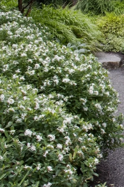 Jim's Pride White Summer Daphne - Daphne X Transatlantica - 2 Gallon Pot 10 Jim's Pride White Summer Daphne - Daphne X Transatlantica - 2 Gallon Pot -Chaste Tree World daphne jims pride 1 1