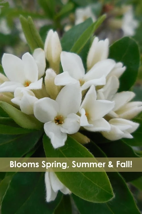 Jim's Pride White Summer Daphne - Daphne X Transatlantica - 1 Gallon Pot 1 Jim's Pride White Summer Daphne - Daphne X Transatlantica - 1 Gallon Pot