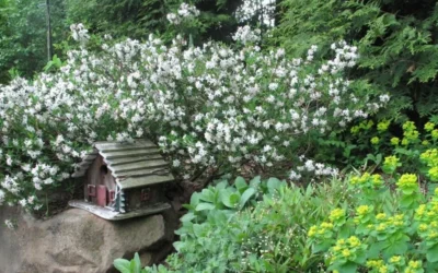 Jim's Pride White Summer Daphne - Daphne X Transatlantica - 2 Gallon Pot 9 Jim's Pride White Summer Daphne - Daphne X Transatlantica - 2 Gallon Pot -Chaste Tree World daphne jims pride 3 1