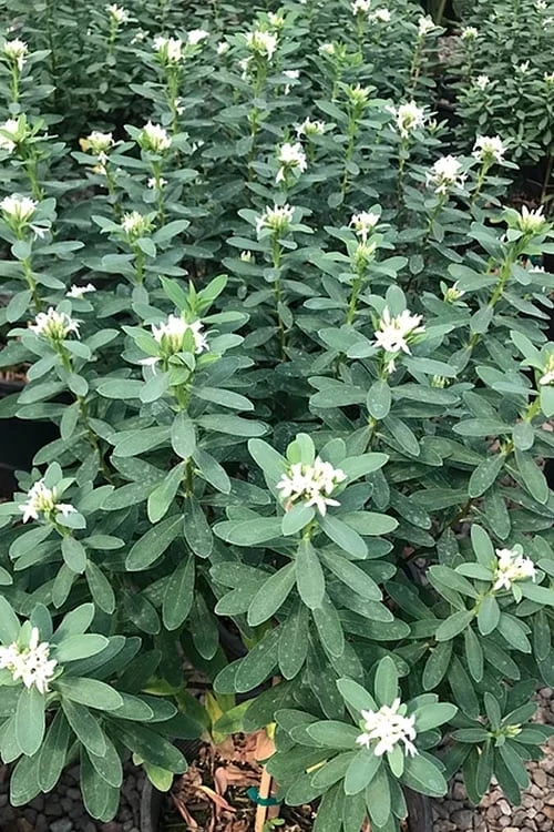 Jim's Pride White Summer Daphne - Daphne X Transatlantica - 2 Gallon Pot 6 Jim's Pride White Summer Daphne - Daphne X Transatlantica - 2 Gallon Pot - Image 6