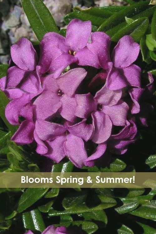 Lawrence Crocker Dwarf Daphne - 2 Gallon Pot 1 Lawrence Crocker Dwarf Daphne - 2 Gallon Pot