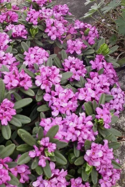 Lawrence Crocker Dwarf Daphne - 1 Gallon Pot -Chaste Tree World daphne lawrence crocker 3