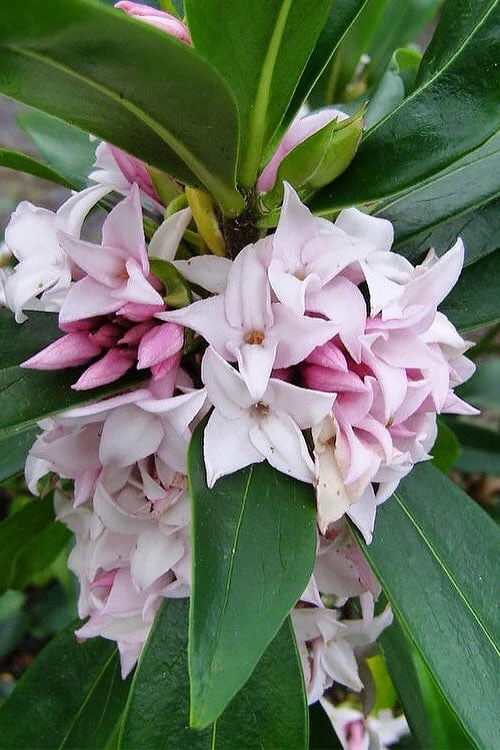 Pink Perfume Princess Winter Daphne - 2 Gallon Pot (SALE) 7 Pink Perfume Princess Winter Daphne - 2 Gallon Pot (SALE) - Image 7