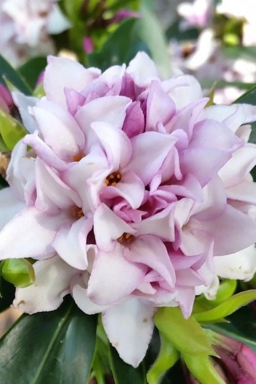 Pink Perfume Princess Winter Daphne - 2 Gallon Pot (SALE) 6 Pink Perfume Princess Winter Daphne - 2 Gallon Pot (SALE) - Image 6