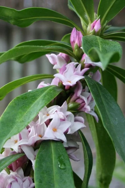 Pink Perfume Princess Winter Daphne - 2 Gallon Pot -Chaste Tree World daphne perfume princess 17