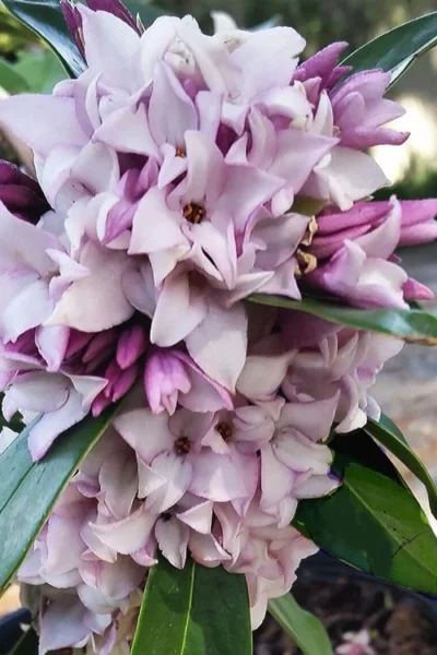 Pink Perfume Princess Winter Daphne - 2 Gallon Pot (SALE) 14 Pink Perfume Princess Winter Daphne - 2 Gallon Pot (SALE) -Chaste Tree World daphne perfume princess 4 1