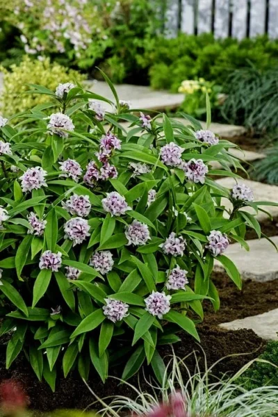 Pink Perfume Princess Winter Daphne - 2 Gallon Pot -Chaste Tree World daphne perfume princess 7