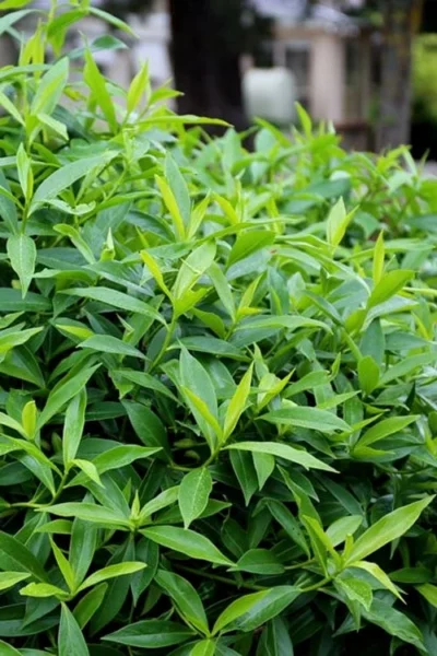 Pink Perfume Princess Winter Daphne - 2 Gallon Pot (SALE) 20 Pink Perfume Princess Winter Daphne - 2 Gallon Pot (SALE) -Chaste Tree World daphne perfume princess 8 1