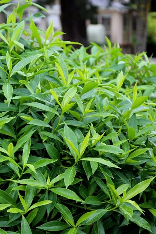 Pink Perfume Princess Winter Daphne - 2 Gallon Pot (SALE) 10 Pink Perfume Princess Winter Daphne - 2 Gallon Pot (SALE) - Image 10