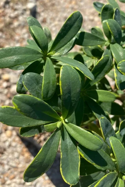 Splash Variegated Summer Daphne - 1 Gallon Pot -Chaste Tree World daphne splash summer daphne 1