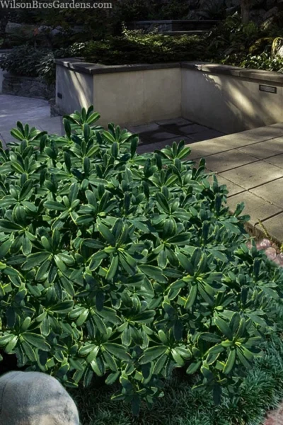 Splash Variegated Summer Daphne - 1 Gallon Pot -Chaste Tree World daphne splash variegated summer daphne 6