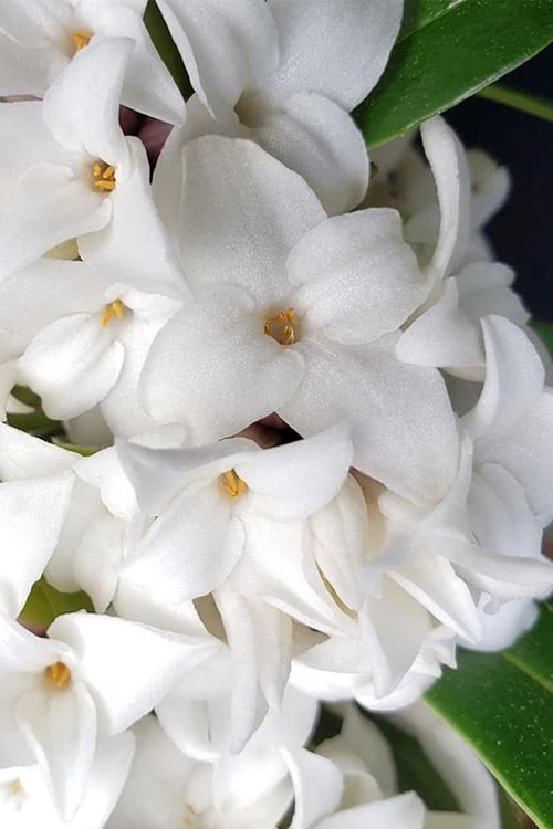 White Perfume Princess Winter Daphne - 3 Gallon Pot 5 White Perfume Princess Winter Daphne - 3 Gallon Pot - Image 5
