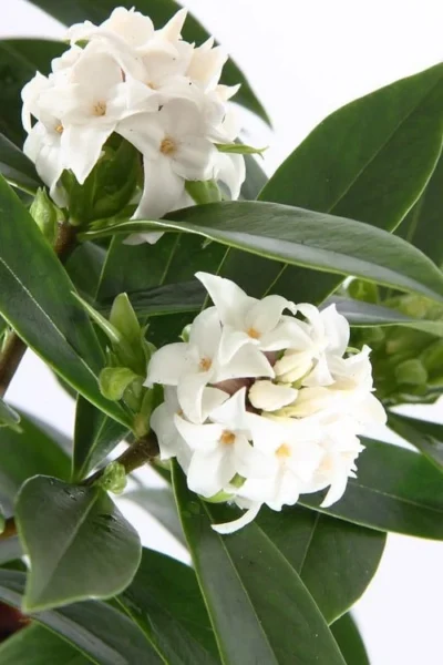 White Perfume Princess Winter Daphne - 3 Gallon Pot 9 White Perfume Princess Winter Daphne - 3 Gallon Pot -Chaste Tree World daphne white perfume princess 4