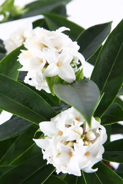 White Perfume Princess Winter Daphne - 3 Gallon Pot 11 White Perfume Princess Winter Daphne - 3 Gallon Pot -Chaste Tree World daphne white perfume princess 6