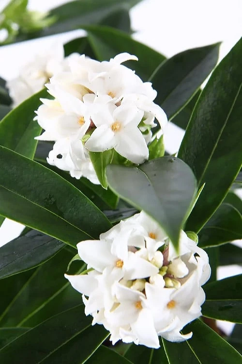 White Perfume Princess Winter Daphne - 3 Gallon Pot 6 White Perfume Princess Winter Daphne - 3 Gallon Pot - Image 6