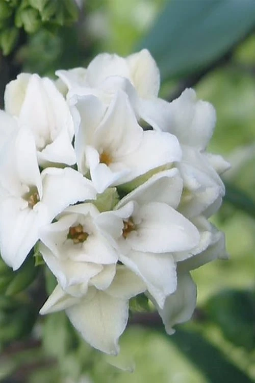 White Perfume Princess Winter Daphne - 3 Gallon Pot 1 White Perfume Princess Winter Daphne - 3 Gallon Pot
