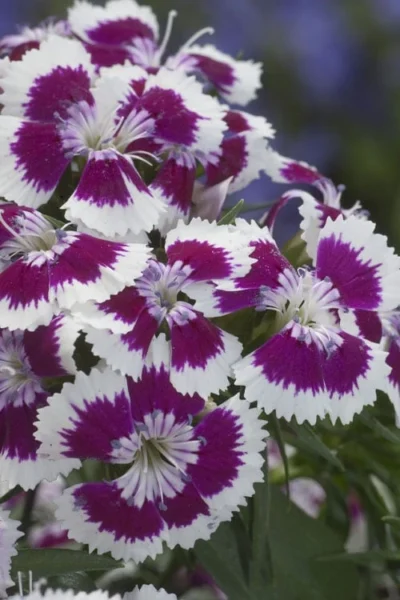 Barbarini 'Purple Picotee' Sweet William (Dianthus) - 5 Pack Of Quart Pots 9 Barbarini 'Purple Picotee' Sweet William (Dianthus) - 5 Pack Of Quart Pots -Chaste Tree World dianthus barbatus purple picotee sweet williams 1