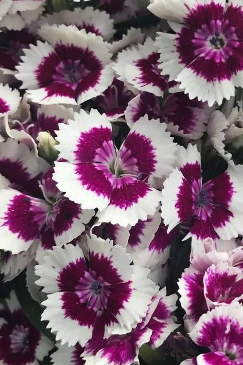 Barbarini 'Purple Picotee' Sweet William (Dianthus) - 5 Pack Of Quart Pots 4 Barbarini 'Purple Picotee' Sweet William (Dianthus) - 5 Pack Of Quart Pots - Image 4