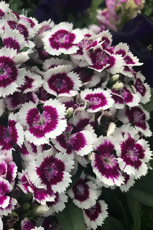 Barbarini 'Purple Picotee' Sweet William (Dianthus) - 5 Pack Of Quart Pots 1 Barbarini 'Purple Picotee' Sweet William (Dianthus) - 5 Pack Of Quart Pots