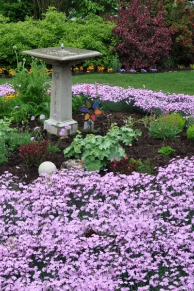 Bath's Pink Dianthus - 5 Pack Of Quart Pots 9 Bath's Pink Dianthus - 5 Pack Of Quart Pots -Chaste Tree World dianthus baths pink 102 1