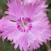 Bath's Pink Dianthus - 5 Pack Of Quart Pots