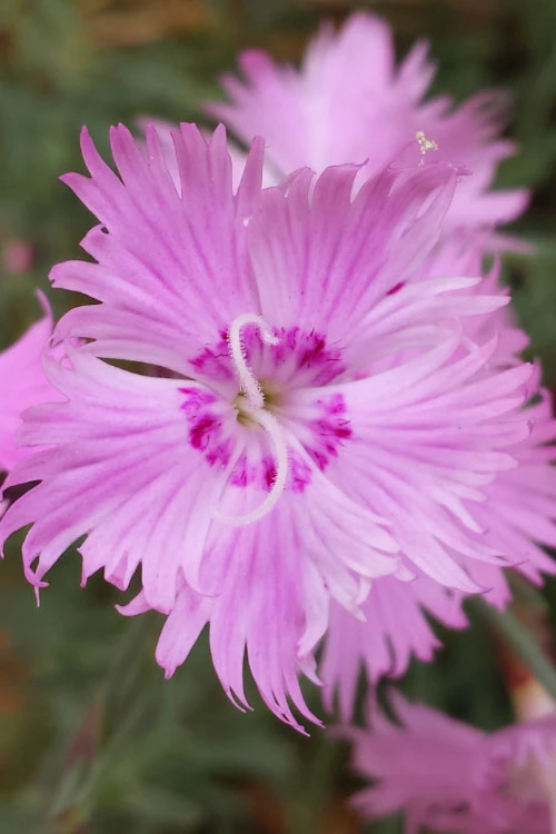 Bath's Pink Dianthus - 5 Pack Of Quart Pots 1 Bath's Pink Dianthus - 5 Pack Of Quart Pots