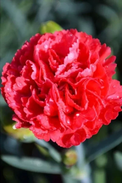 Early Bird Chili Dianthus (Carnations) 1 Gallon Pot -Chaste Tree World dianthus early bird chili 1