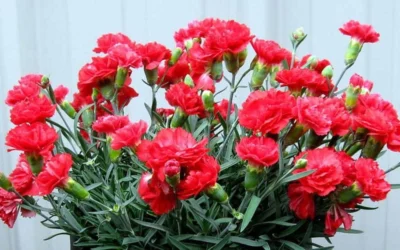 Early Bird Chili Dianthus (Carnations) 1 Gallon Pot -Chaste Tree World dianthus early bird chili 2