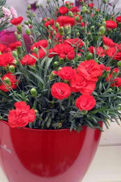 Early Bird Chili Dianthus (Carnations) 1 Gallon Pot