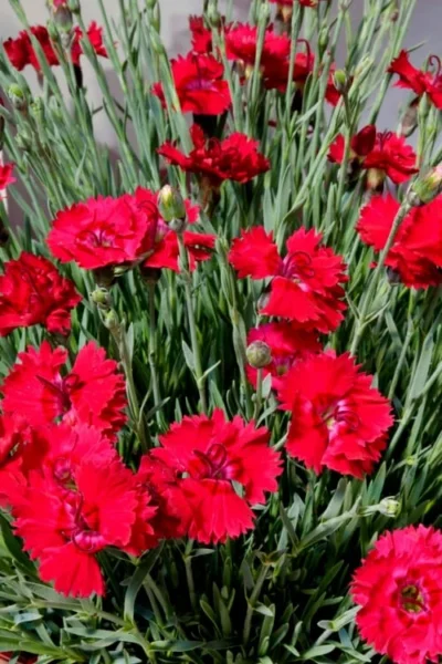 Fire Star Dianthus (Carnation) - 1 Gallon Pot -Chaste Tree World dianthus fire star 2 2