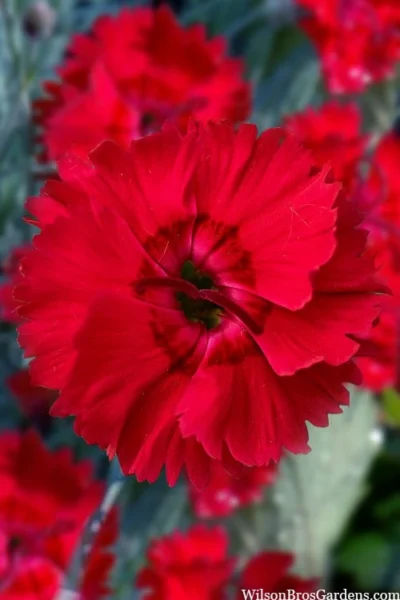 Fire Star Dianthus (Carnation) - 5 Pack Of Quart Pots