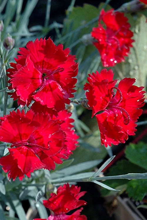 Fire Star Dianthus (Carnation) - 5 Pack Of Quart Pots 5 Fire Star Dianthus (Carnation) - 5 Pack Of Quart Pots - Image 5
