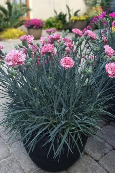 Pinball Wizard Dianthus - 6-Pack Of 1 Gallon Pots -Chaste Tree World dianthus pinball wizard 10