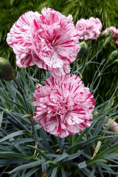 Pinball Wizard Dianthus - 1 Gallon Pot -Chaste Tree World dianthus pinball wizard 4 1