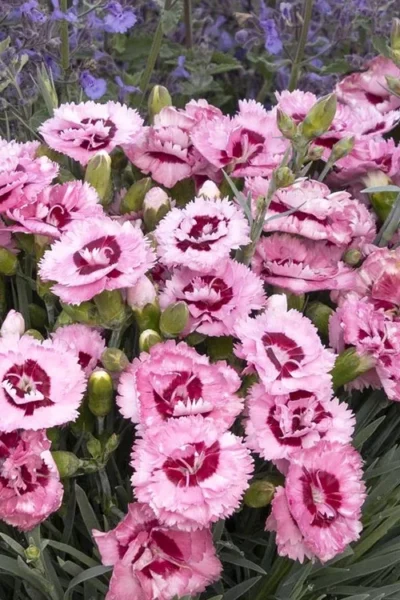 Raspberry Surprise Dianthus - 1 Gallon Pot 9 Raspberry Surprise Dianthus - 1 Gallon Pot -Chaste Tree World dianthus raspberry surprise 3