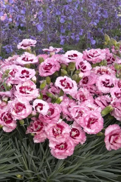 Raspberry Surprise Dianthus - 1 Gallon Pot 11 Raspberry Surprise Dianthus - 1 Gallon Pot -Chaste Tree World dianthus raspberry surprise 4