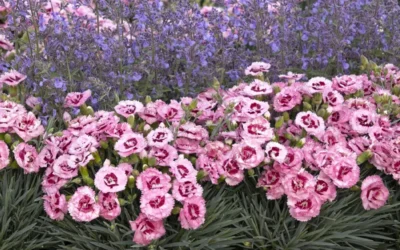 Raspberry Surprise Dianthus - 1 Gallon Pot 10 Raspberry Surprise Dianthus - 1 Gallon Pot -Chaste Tree World dianthus raspberry surprise 5