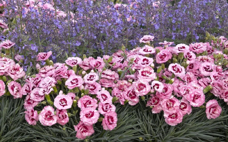 Raspberry Surprise Dianthus - 1 Gallon Pot 5 Raspberry Surprise Dianthus - 1 Gallon Pot - Image 5