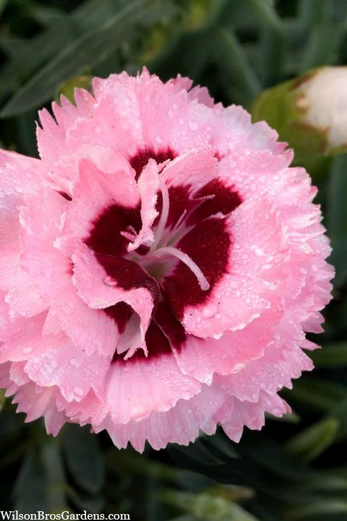 Raspberry Surprise Dianthus - 1 Gallon Pot 1 Raspberry Surprise Dianthus - 1 Gallon Pot