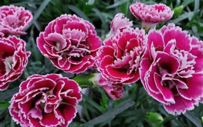Super Trouper Magenta White Dianthus (Carnation) - 5 Pack Of Quart Pots -Chaste Tree World dianthus supertrouper magenta white 1