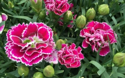 Super Trouper Magenta White Dianthus (Carnation) - 5 Pack Of Quart Pots -Chaste Tree World dianthus supertrouper magenta white 4