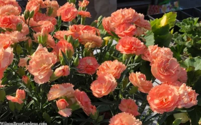 Super Trouper Orange Dianthus (Carnation) - 10 Pack Of Quart Pots 8 Super Trouper Orange Dianthus (Carnation) - 10 Pack Of Quart Pots -Chaste Tree World dianthus supertrouper orange 10 1