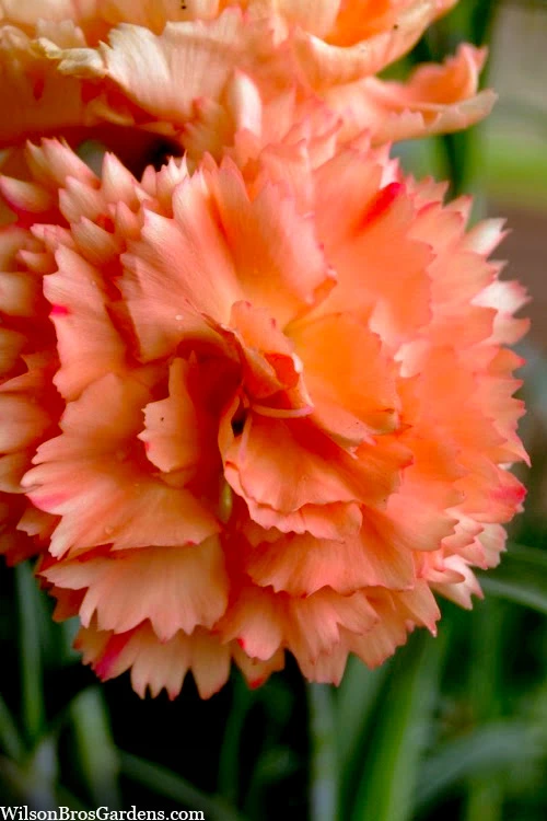 Super Trouper Orange Dianthus (Carnation) - 10 Pack Of Quart Pots 1 Super Trouper Orange Dianthus (Carnation) - 10 Pack Of Quart Pots