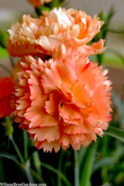 Super Trouper Orange Dianthus (Carnation) - 10 Pack Of Quart Pots -Chaste Tree World dianthus supertrouper orange 9