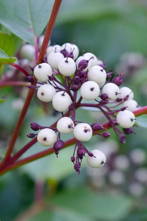 Red Osier Red Twig Dogwood (Cornus Sericea) - 2 Gallon Pot 7 Red Osier Red Twig Dogwood (Cornus Sericea) - 2 Gallon Pot - Image 7