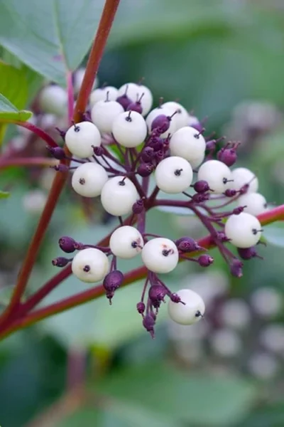 Red Osier Red Twig Dogwood (Cornus Sericea) - 3 Gallon Pot -Chaste Tree World dogwood red osier 500x750 7