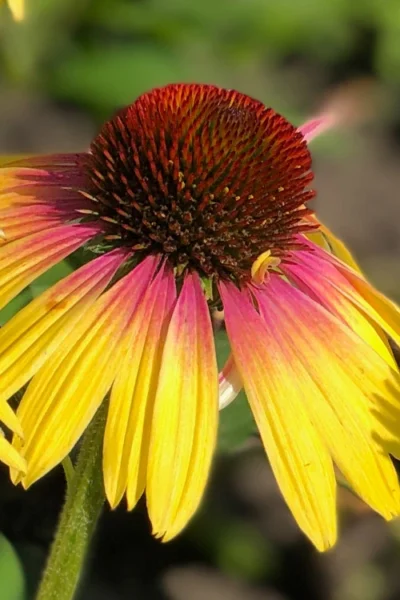 Yellow Rainbow Marcella Coneflower - 1 Gallon Pot 11 Yellow Rainbow Marcella Coneflower - 1 Gallon Pot -Chaste Tree World echinacea butterfly yellow rainbow marcella coneflower 1