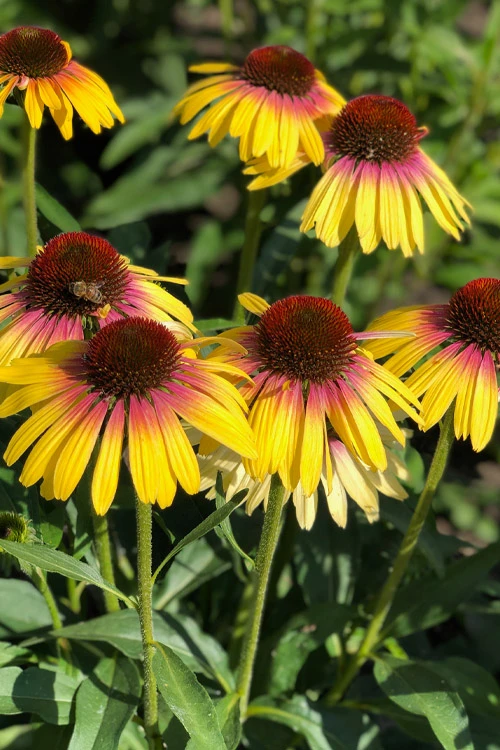 Yellow Rainbow Marcella Coneflower - 1 Gallon Pot 5 Yellow Rainbow Marcella Coneflower - 1 Gallon Pot - Image 5