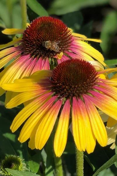 Yellow Rainbow Marcella Coneflower - 1 Gallon Pot 13 Yellow Rainbow Marcella Coneflower - 1 Gallon Pot -Chaste Tree World echinacea butterfly yellow rainbow marcella coneflower 4